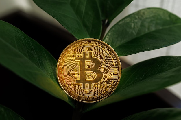 Bitcoin coin seems to sprout from the leaves of a dollar tree