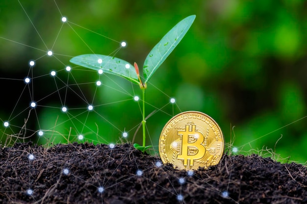 Photo bitcoin gold coin and growing financial seedlings virtual cryptocurrency concept