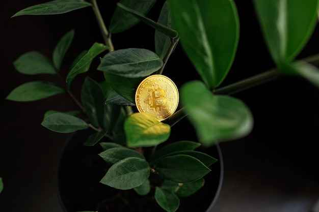 Bitcoin Gold Coin is On Plant Leaves