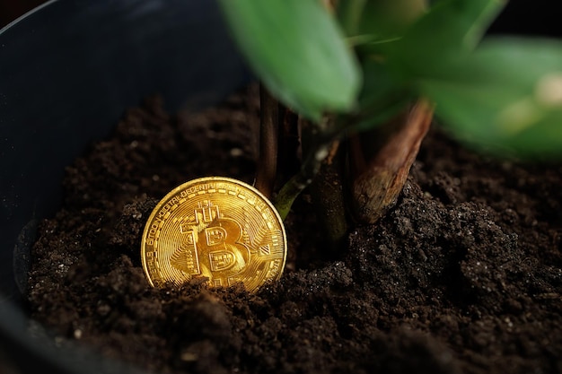 Биткойн-золотая монета посажена в горшок с растением, которое будет расти