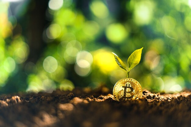 Bitcoin growth, Bitcoin coins on the ground and leaves grow.