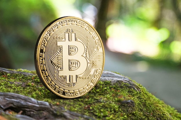 bitcoin on a tree with moss outdoor on a green natural background