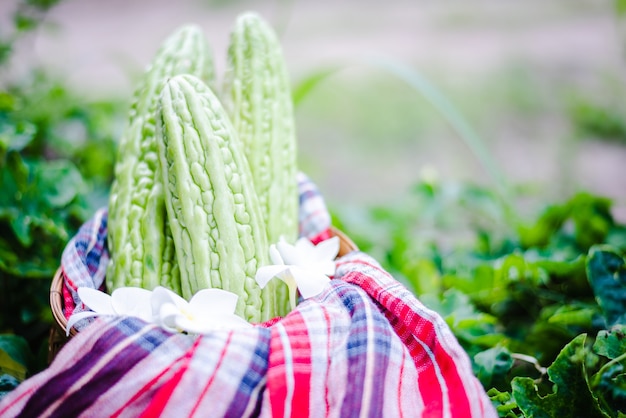 사진 bitter gourd, bitter cucumber, bitter gourd in 바구니