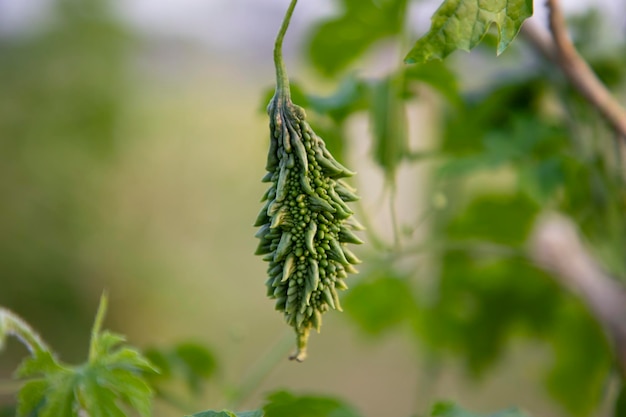 背景がぼやけて庭の木にぶら下がっているゴーヤまたは花冠の生の健康野菜