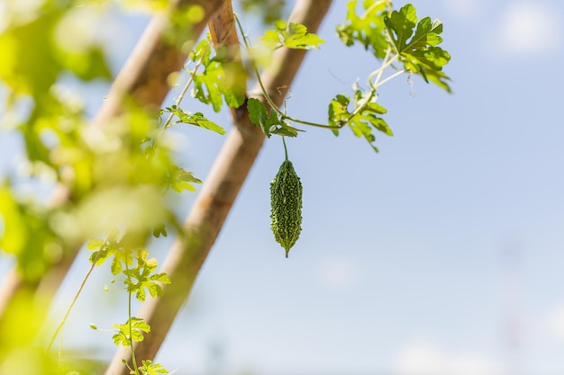 Bitter gourd hanging in plant in vegetable