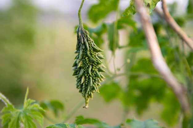 Bittere Pompoen of Corolla rauwe gezonde groente die aan de tuinboom hangt met de wazige achtergrond