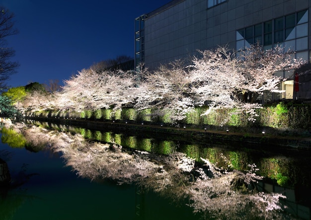 Biwa lake canal with sakura tree besides at night