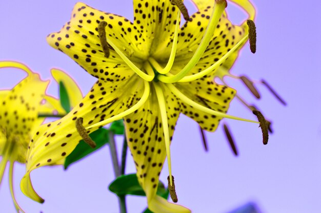 Photo the bizarre effect of beautiful yellow flowers on a lilac background