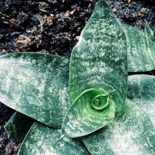 岩の形成上の奇妙な植物