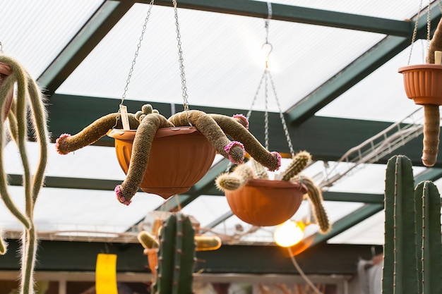 A bizarre tropical cactus descends from a hanging pot in a greenhouse.