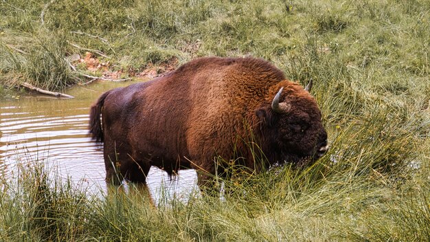 Foto bizon bij de waterput die afkoelt groot zoogdier in bruin met grote hoorns