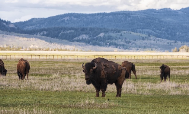 Bizon die gras eet in het Amerikaanse landschap Yellowstone National Park