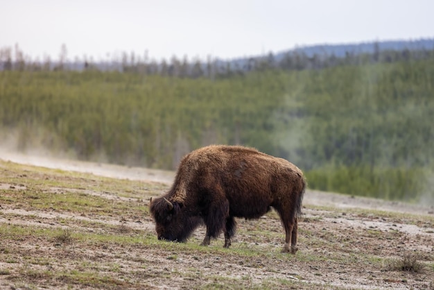 Bizon die gras eet in het Amerikaanse landschap Yellowstone National Park