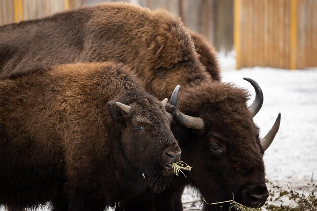 Bizons eat hay in the zoo