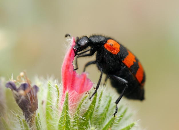 Blaarkevers op een bloem