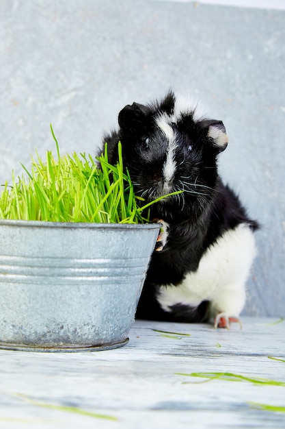 Cavia di blacck vicino al vaso con erba fresca.