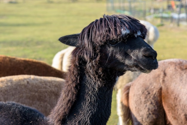 Black alpaca on the farm