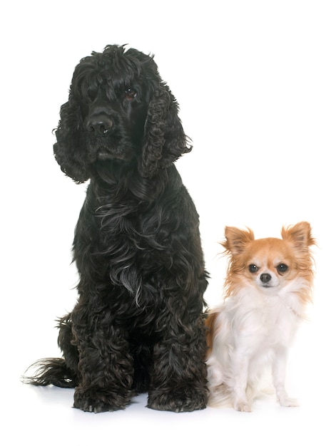 black american cocker and chihuahua