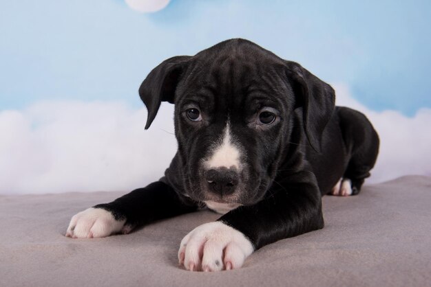 ブラック・アメリカン・スタッフォードシャー・ブル・テリア犬またはアムスタッフの子犬