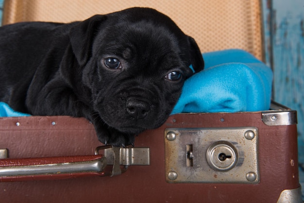 Black american staffordshire terrier dog or amstaff puppy in a retro suitcase on blue background