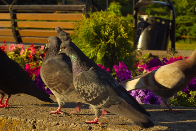 写真 公園の花壇にある黒とグレーのペギオン。クローズアップビュー