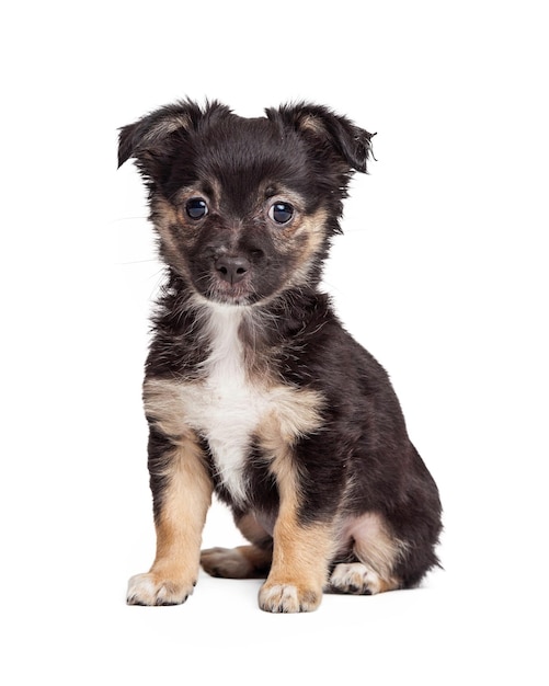 Black and Tan Terrier-puppyhond
