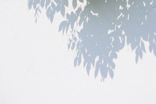 写真 コンクリートの壁に影葉の黒と白の抽象的な背景textuer