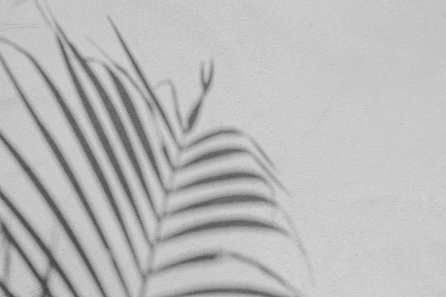 Фото Черно-белая абстрактная текстура предпосылки листа тени на бетонной стене