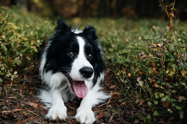 写真 秋の森の黒と白のボーダーコリー犬