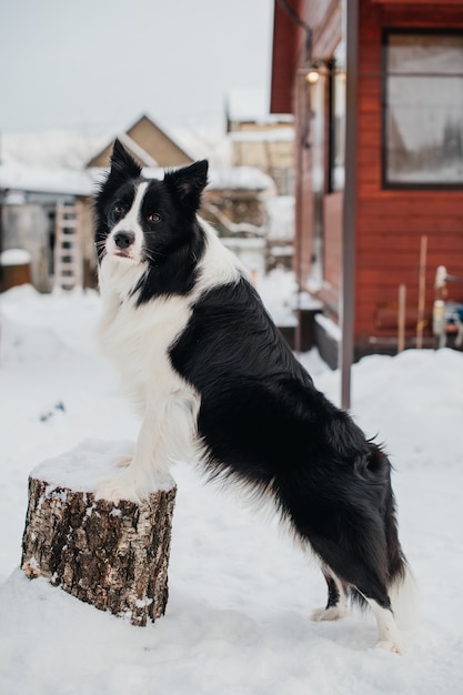 Фото Черно-белая собака бордер-колли на пне