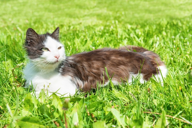 写真 緑の草の上に横たわっている黒と白の猫