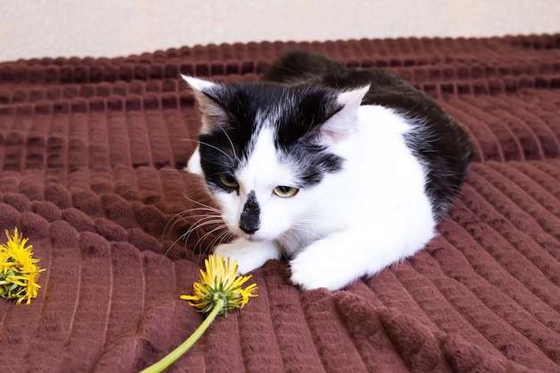 写真 黒と白の猫がタンポポを嗅ぐ