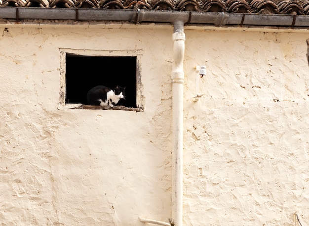 黒と白の猫