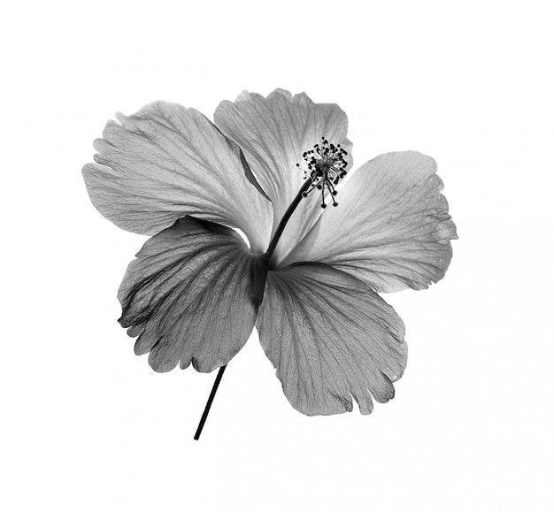Черно-белый цветок на белом фоне | Премиум Фото