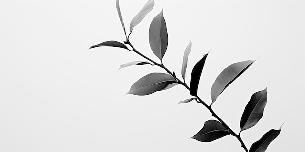 Фото Черно-белая иллюстрация декоративного фона ветви листья растения