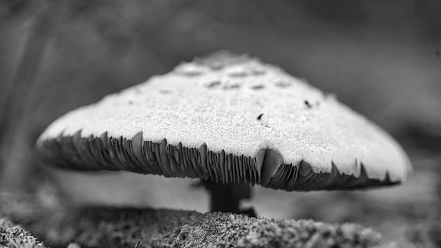 사진 검은색과 색의 을 는 맥로레피오타 프로케라 (macrolepiota procera) 또는 가을 잔디에 있는