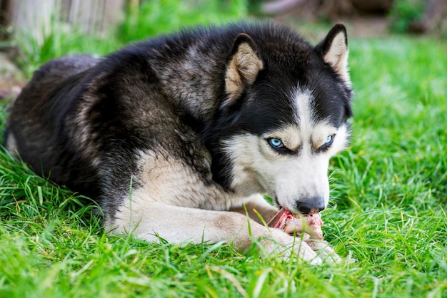 写真 黒と白のシベリアンハスキーは草原で骨を食べる