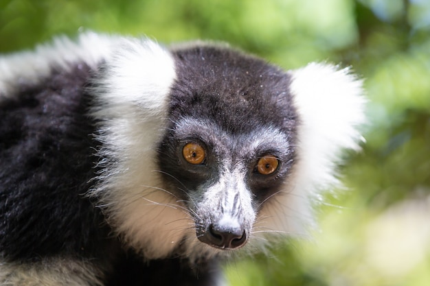 写真 黒と白のvarilemurは非常に好奇心が強いようです。