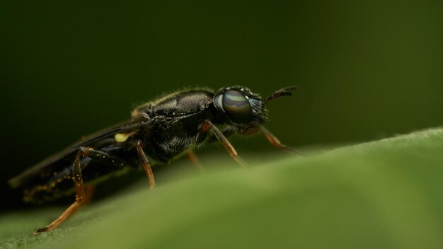 Фото Черно-желтая насекомая муха sierra del sen del campo adurgoa gonagra