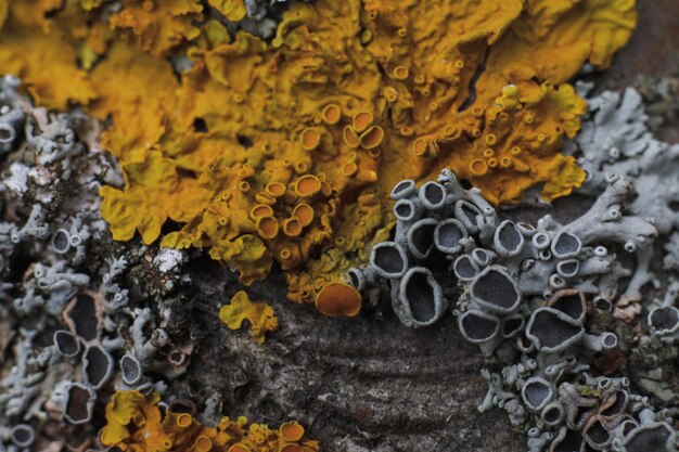 写真 黒と黄のカビ菌マクロ上面図