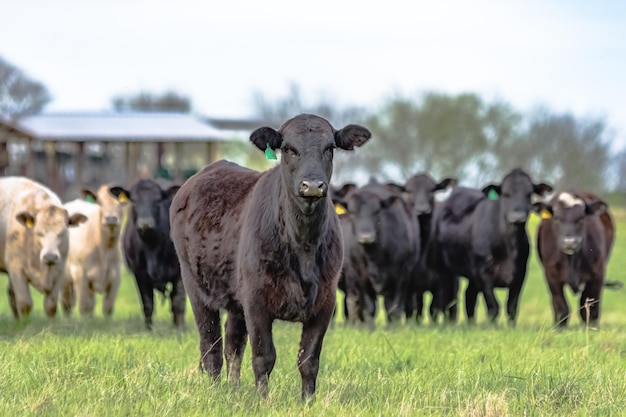 Photo black angus heifer standing in front of herd of mixed breed beef cattle in pasture in early spring