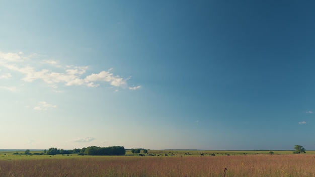 Photo black angus in summer green grassy meadow skyline with fluffy white clouds in a blue sky