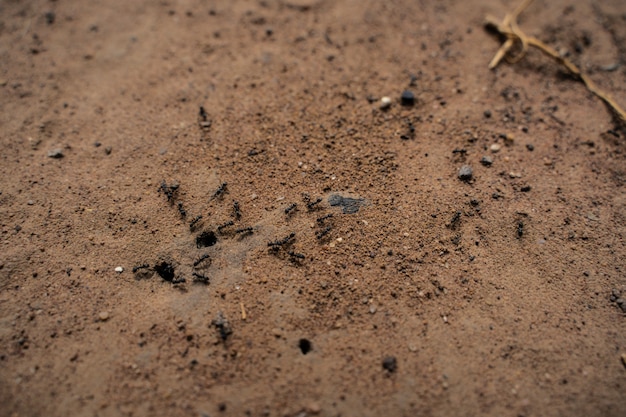 Photo black ant on the ground.