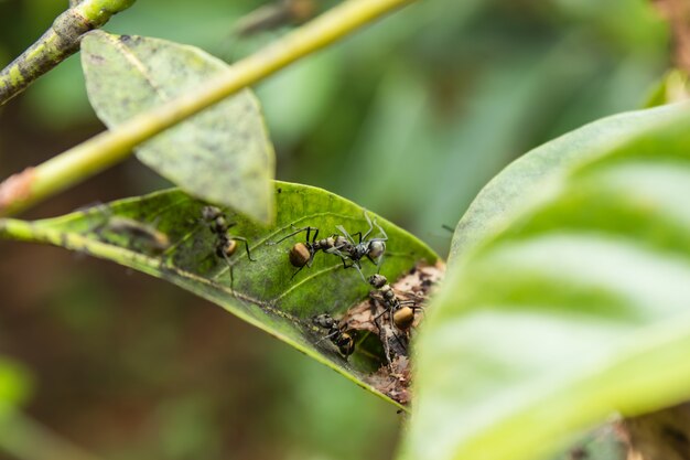 Black ant on a leaf in the garden.