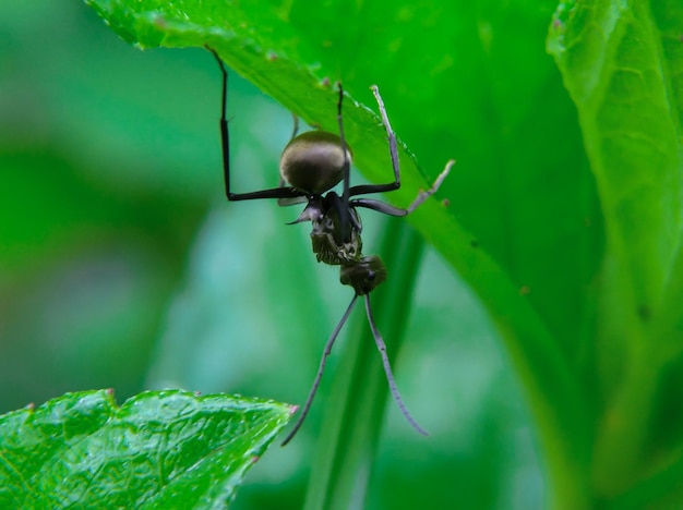 Photo black ant or monomorium minimum