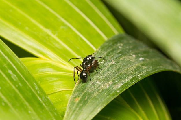 Black ant perched on branches