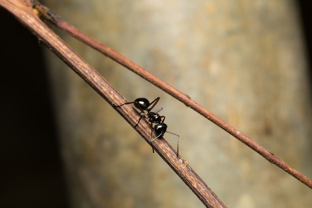 Black ant perched on branches