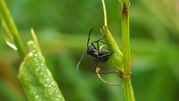 Photo a black ant sits on a leaf with the word insect on it.