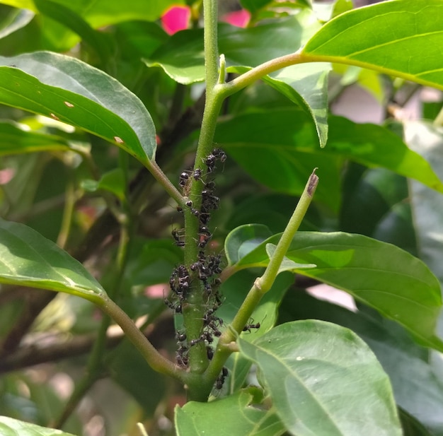 Photo black ants are looking for food on green branches blurred natural background