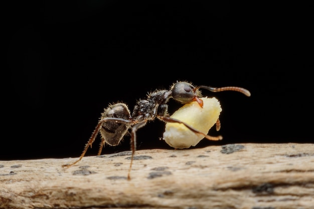 Black ants eating food  on wooden